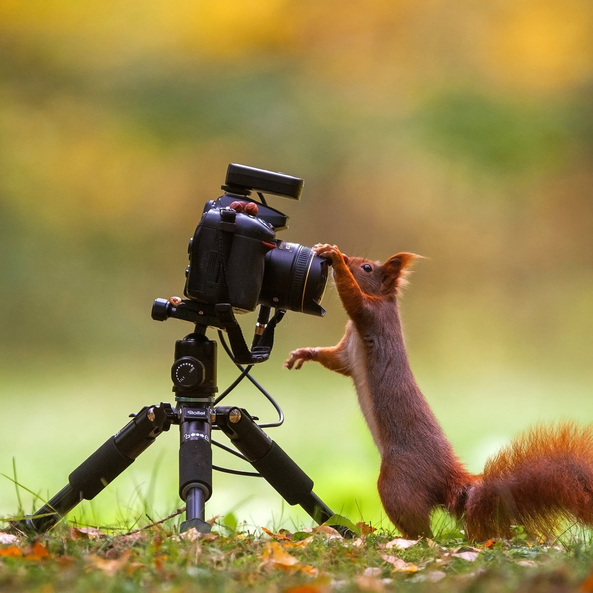 Trípode Rollei M5-Mini para cámaras digitales/de cine 3 patas Negro, Azul