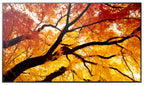 Sharp MultiSync M552 Pantalla plana para señalización digital 139,7 cm (55") LCD 550 cd / m² 4K Ultra HD Negro Pantalla táctil (3)