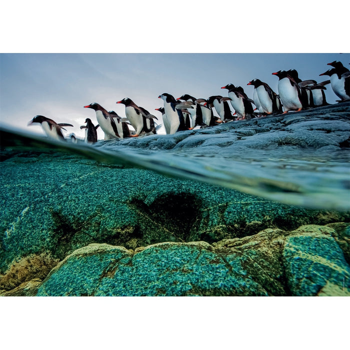 Clementoni Penguins Puzzle rompecabezas 1000 pieza(s) Animales (2)