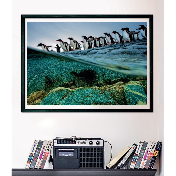 Clementoni Penguins Puzzle rompecabezas 1000 pieza(s) Animales (3)
